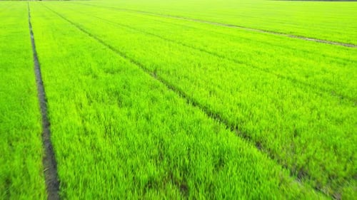 The sapling of the green rice plant. Video of fresh spring rice field
