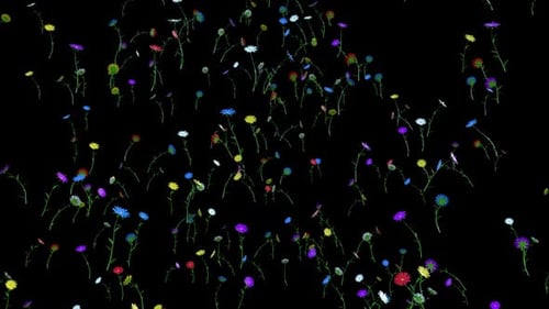 Animated Colorful Daisy Flowers Growing and Blooming Overlay