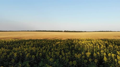 Flight from above over a field of sunflowers.