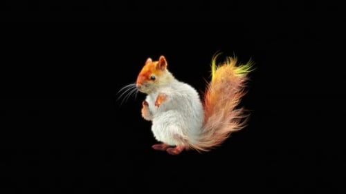70 Weißes Eichhörnchen Dancing HD