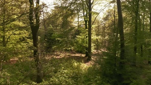 Trees and Plants in Forest as the Sun Shines Brightly on Leaves