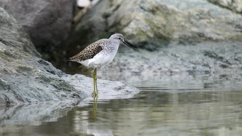 Common Greenshank