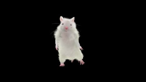 Funny White Mouse Dancing 3D Character Animation