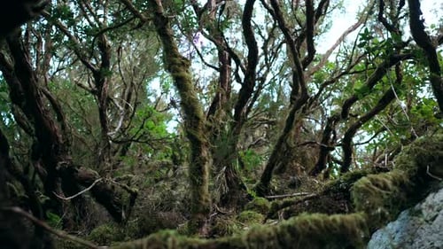 Floresta misteriosa 2