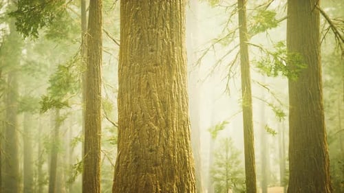 Giant Sequoias in Redwood Forest