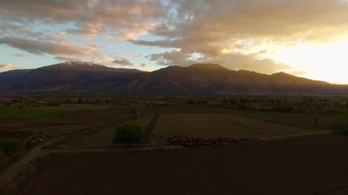 Aerial View of Sheep Grazing at Sunset
