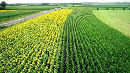 Vue aérienne de rangées de tournesol et de maïs dans les champs.