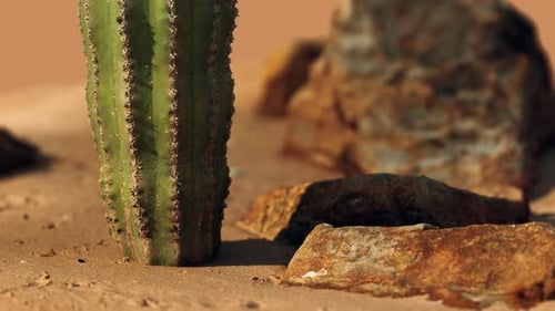 Nahaufnahme des Saguaro-Kaktus im Sand