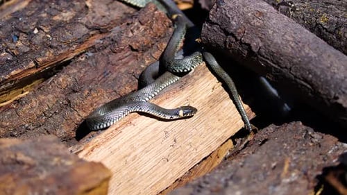 Grass Snakes Resting on a Pile of Logs