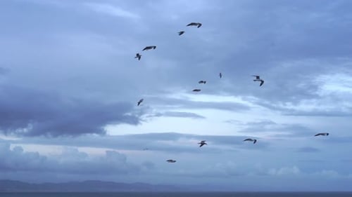 Flock of Seagulls fly overhead in the mediterranean sea. Realtime video