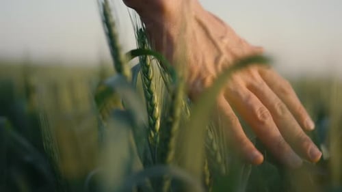 Hand Caressing Wheat in a Rural Field at Sunset