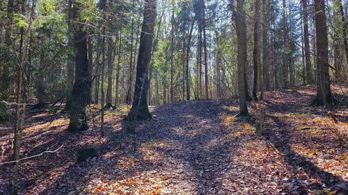 Walk through the spring forest