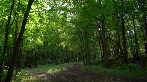 Beautiful summer forest