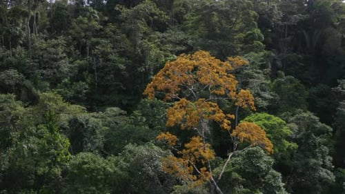 Luftaufnahme, die einen tropischen Wald mit einem schönen Baum in der Mitte zeigt