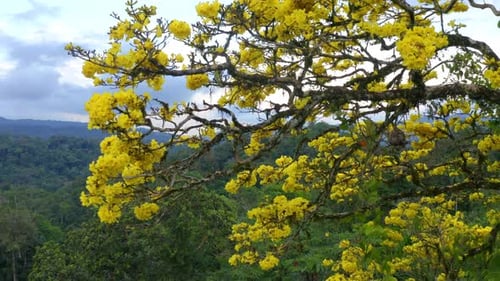 The yellow flowers o a Guayacan Trumpet Tree going from below to a top view