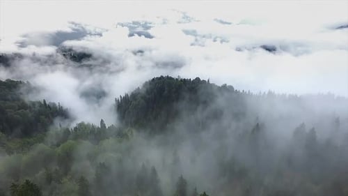 Fliegen über den Wolken und Wald