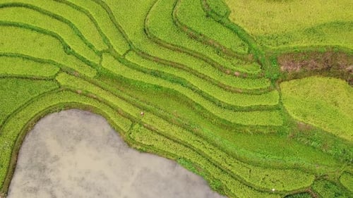 Aerial Top View of an Impressive Yellow and Green Rice Terraces in Asia.