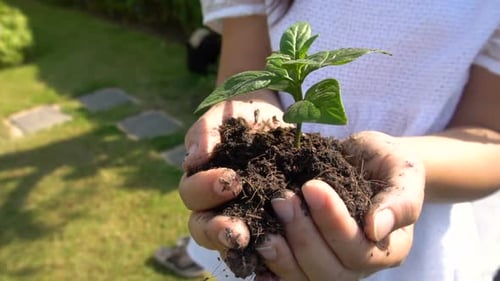 Mulher segurando broto de árvore vegetal em câmera lenta