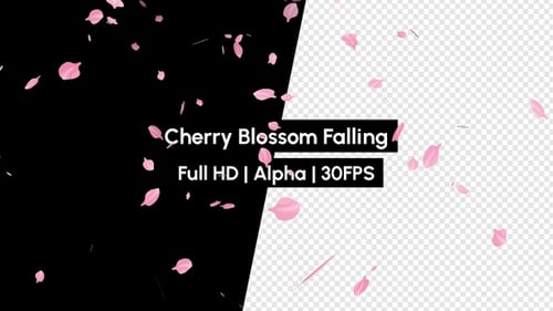 Sakura Cherry Blossom Falling Pink Rose Petals