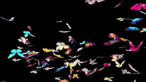Animated Swarm of Colorful Butterflies Flying Overlay