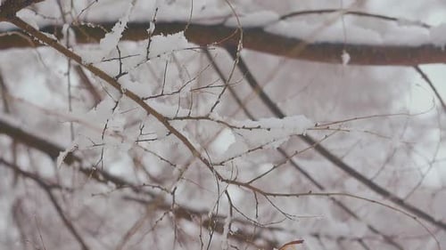 Thin Tree Branch with White Melting Snow Against White Park