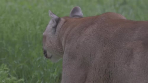 Beautiful Puma in Spring Forest