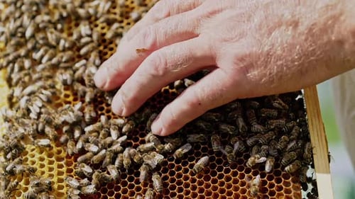 Hands of man shows a wooden frame with honeycombs. Frames of a bee hive. Beekeeper on apiary.