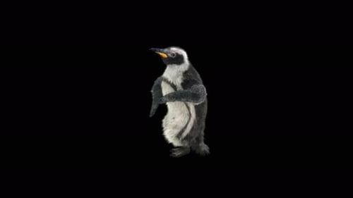 Animated Realistic Penguin Walking with Alpha Channel