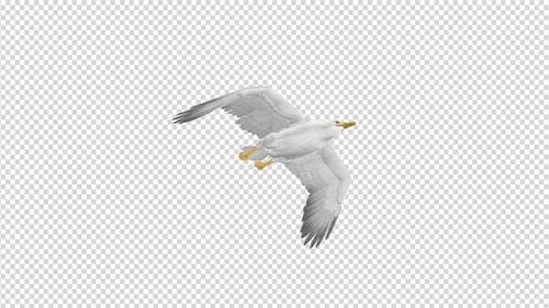 Sea Gull - Flying Transition III - 4K