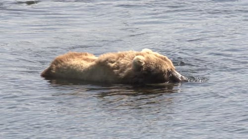 a brown bear in Alaska