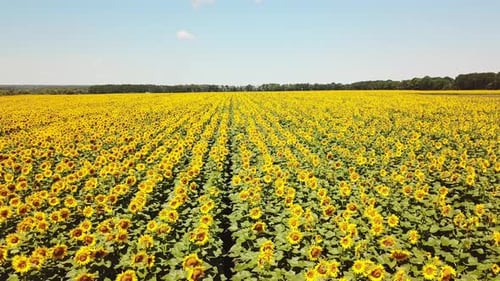 Aerial View of Sunflowers Field