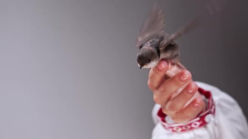 Hand Holding Small Bird Flapping its Wings