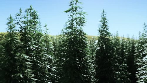 Green Technical Marihuana Cannabis Field