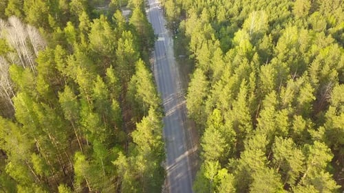 Bicycle On The Forest Road