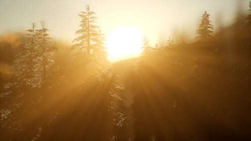 Forêt de pins au lever du soleil avec rayons de soleil chauds
