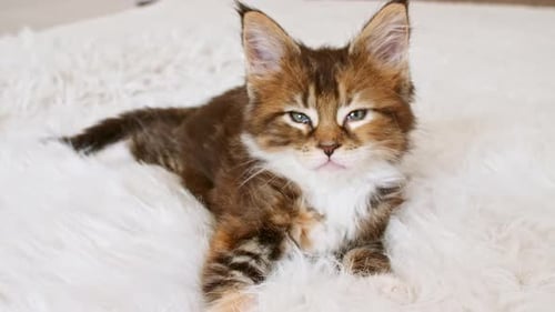Cute Kitten Resting on a Fluffy White Blanket
