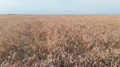 A Big Field Full of Golden Wheat