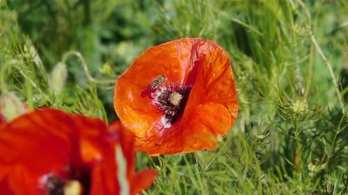 Bee Pollinating a Red Poppy Flower in Sunlight