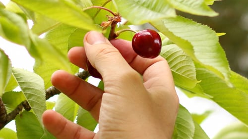 Kirschen pflücken