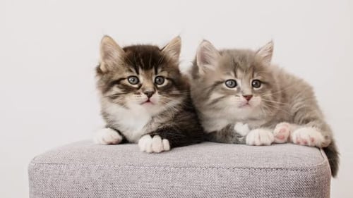 Funny Kittens schaut aus Neugier und dreht gleichzeitig den Kopf nach links und rechts