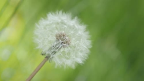 One and only in the field Taraxacum flower green natural background 4K 3840X2160 UHD footage - One b