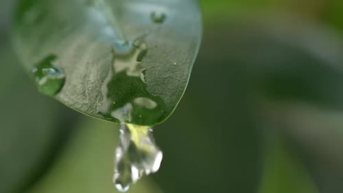 Water Drops on a Leaf 109