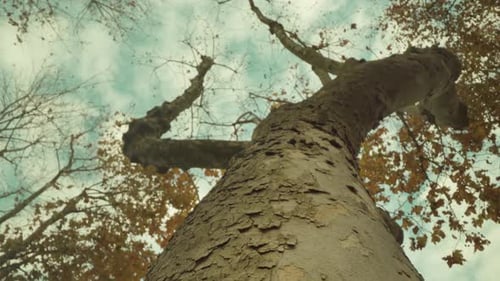 Looking up a Beautiful Tree Against Sky