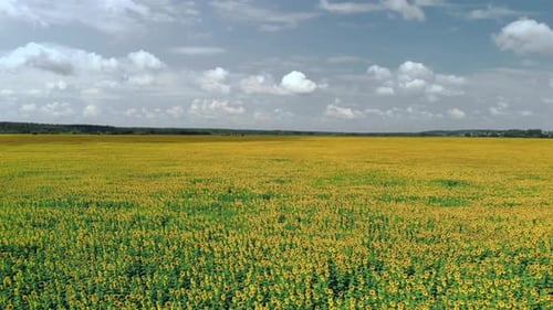 Field of Sunflowers Top View