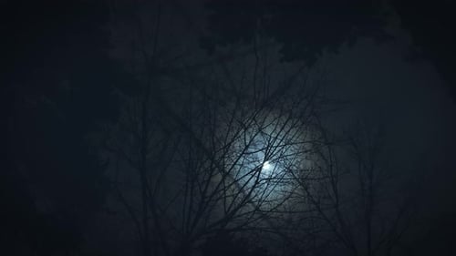 Bare Trees Silhouetted Against a Full Moon at Night