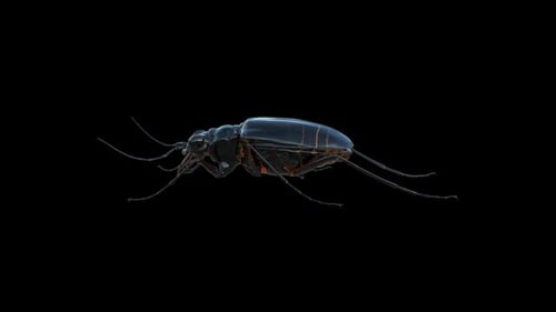3D Animated Realistic Beetle Walking Loop on Black