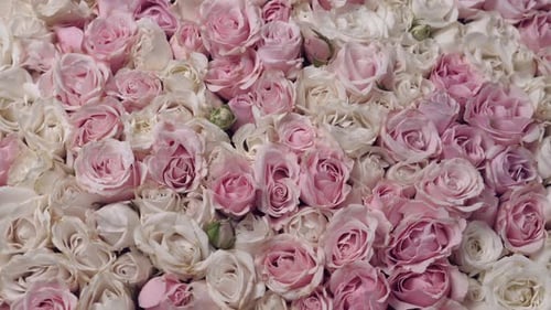 Pink and White Roses Flower Background