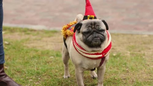 pugs dressed up for christmas I went for the 32cm Christmas tree #pugdog #merrychristmas #merrychristmas2024 #instapugs #pugsofinstagram #christmastree #pugoftheday #pangpangthepug #pugphoto #dogphotography #dogphotos #christmasdog #christmasdogs #christmasdogsofinstagram