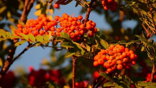 Beeren Reife Vogelbeere auf einem Ast im Herbst