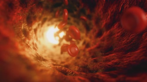 Medical Animation of Red Blood Cells Flowing in a Vein